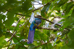 Apaloderma vittatum