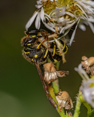 Ancistrocerus adiabatus