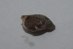 Succinea putris