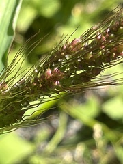 Echinochloa