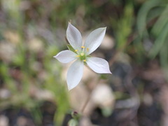 Phemeranthus confertiflorus