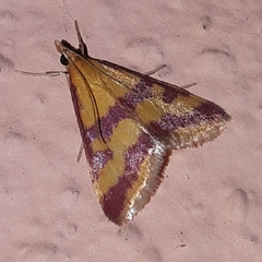 Pyrausta sanguinalis