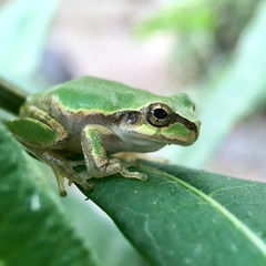 Hyla japonica