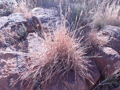Heteropogon contortus