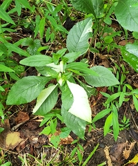 Elephantopus carolinianus