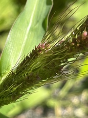 Echinochloa