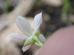 Phemeranthus confertiflorus