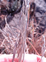 Heteropogon contortus