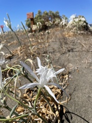 Pancratium maritimum