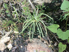Phemeranthus confertiflorus