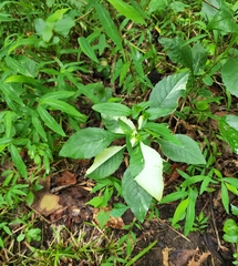 Elephantopus carolinianus