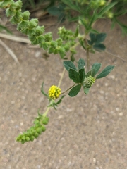 Ambrosia psilostachya