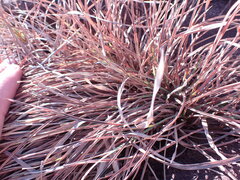 Heteropogon contortus