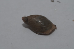 Succinea putris