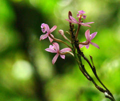 Epidendrum secundum