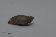 Succinea putris