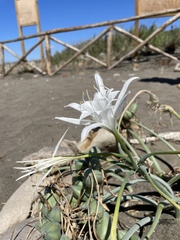 Pancratium maritimum