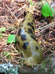 Ariolimax columbianus