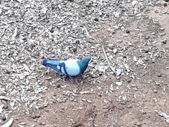 Columba livia domestica