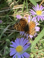 Phyciodes