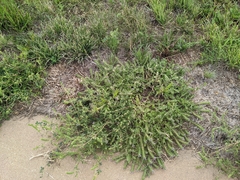 Ambrosia psilostachya