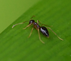 Prenolepis imparis