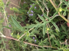 Ambrosia psilostachya