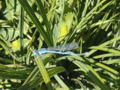 Erythromma lindenii