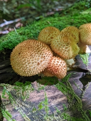 Pholiota squarrosa