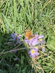 Phyciodes