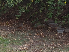 Turdus rufiventris