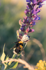 Bombus argillaceus
