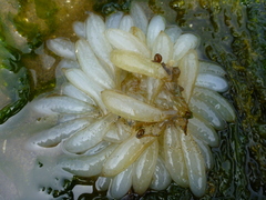 Doryteuthis opalescens