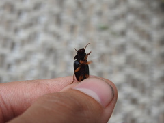 Pseudoophonus