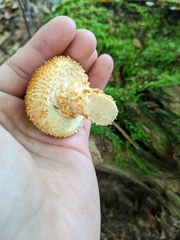 Pholiota squarrosa
