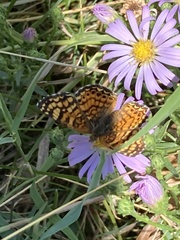 Phyciodes