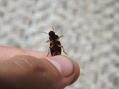 Pseudoophonus