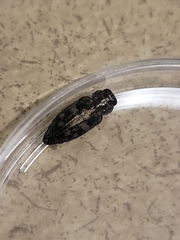 Chrysobothris femorata