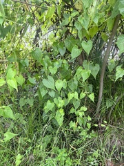 Mikania scandens