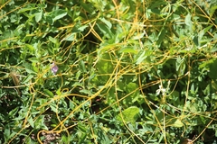 Cuscuta europaea