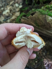 Pholiota squarrosa