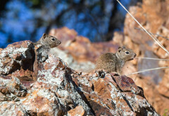 Otospermophilus variegatus