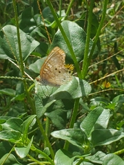 Anartia jatrophae