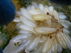 Doryteuthis opalescens