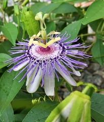Passiflora incarnata