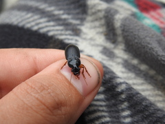 Pseudoophonus