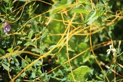 Cuscuta europaea