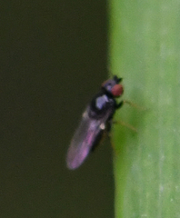 Chloropidae