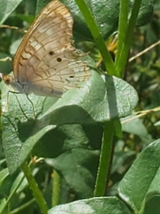Anartia jatrophae