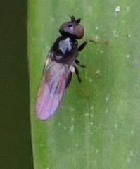 Chloropidae